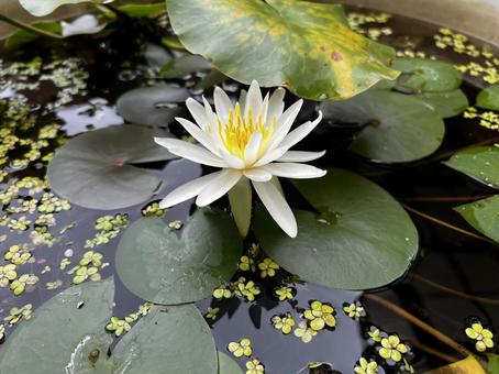 Water Lily, JPG