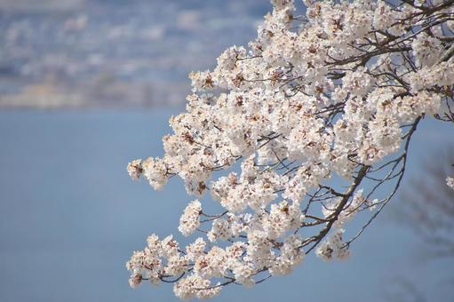 桜 桜の写真
