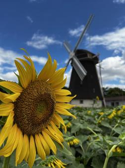 ひまわりと風車の写真