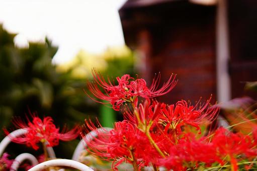 公園の片隅 公園の片隅 彼岸花,曼珠沙華,地獄花の写真素材