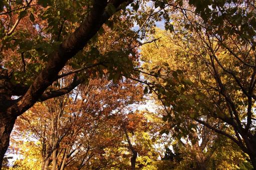 秋の木々 秋の木々 秋,紅葉,黄葉の写真素材