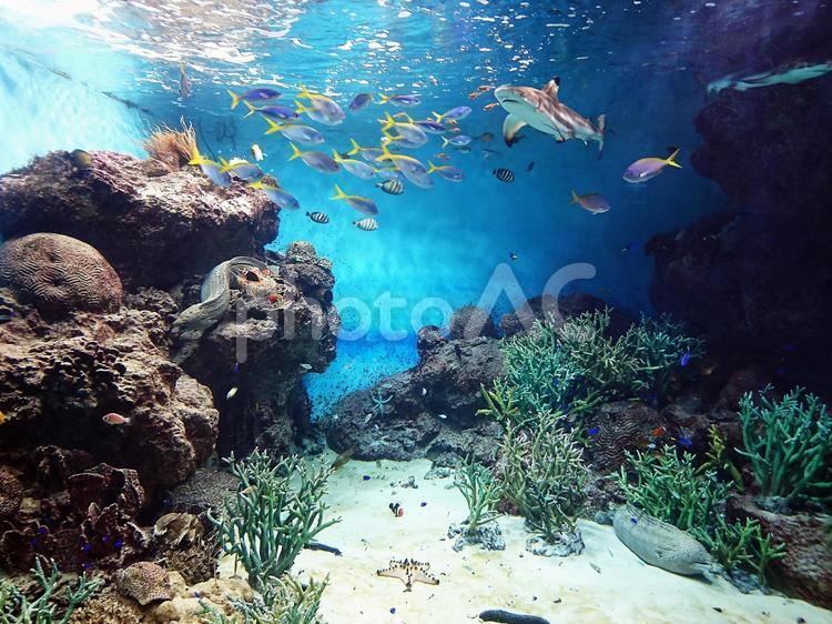 水中の珊瑚と魚たち 2017海響館 水中,海,魚の写真素材