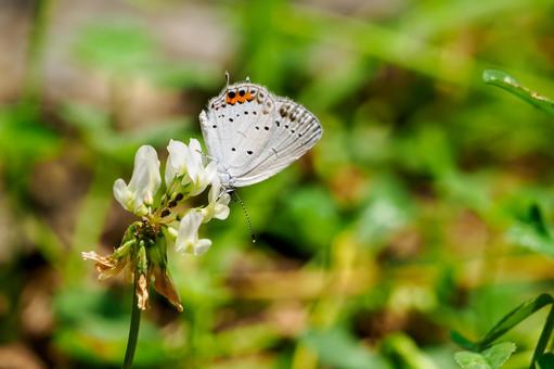 Photo, early summer, butterfly, short-tailed blue, 