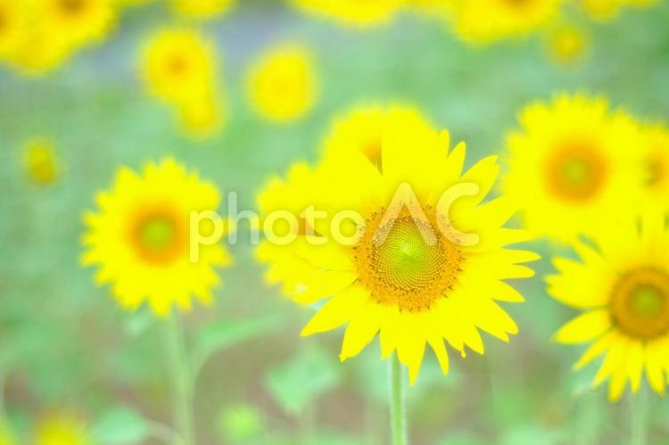 夏の満開の可愛いひまわり畑 ひまわり,ヒマワリ,向日葵の写真素材
