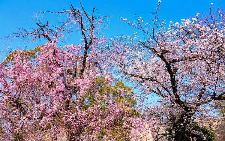 大阪城公園　桜　172 大阪城公園,大阪市,中央区の写真素材