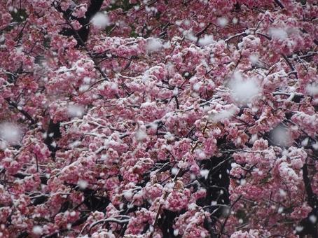 河津桜と雪 河津桜と雪 河津桜,桜,サクラの写真素材