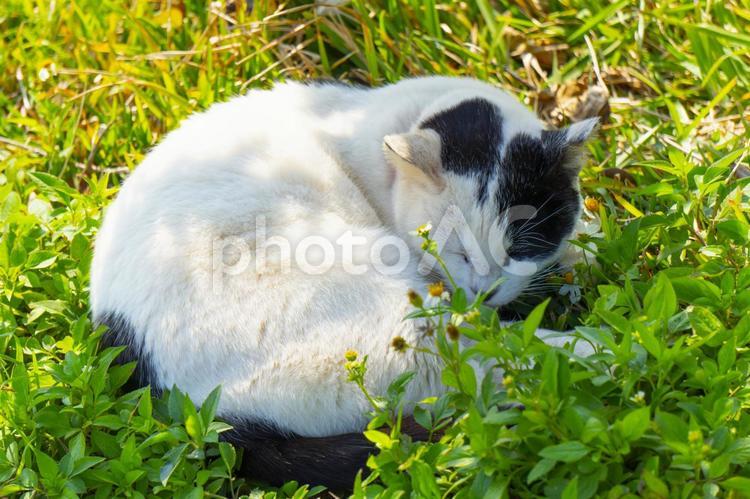 草むらで丸まる野良猫 生き物,猫,動物の写真素材