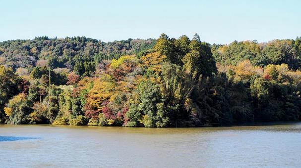 秋の亀山湖・色づく湖岸の木々（君津市） 秋,亀山湖,色づくの写真素材