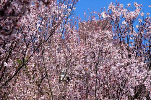 桜 桜の写真