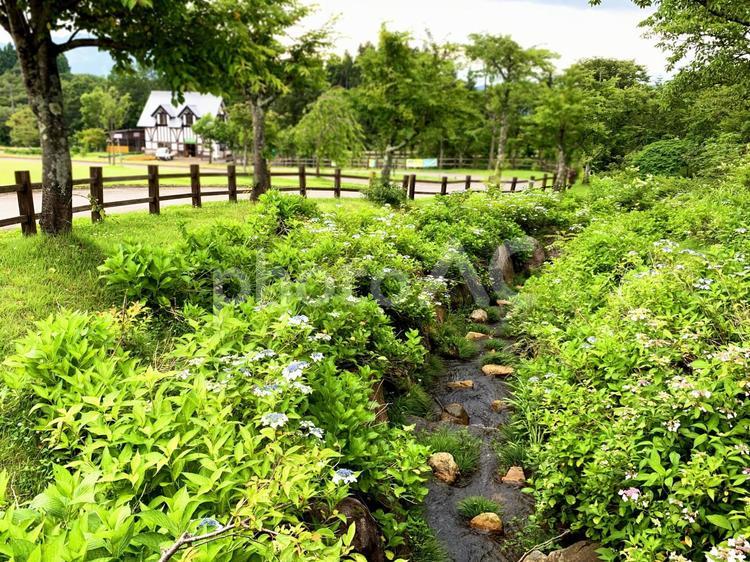 牧場の風景 川,小川,自然の写真素材
