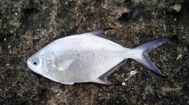 コバンアジ　小判鯵 コバンアジ,鯵,魚の写真素材