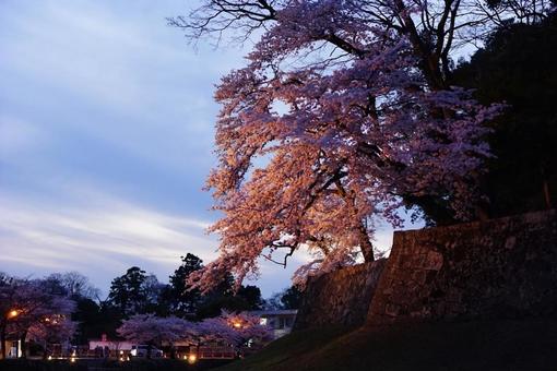 夕暮れの夜桜と石垣 夕暮れの夜桜と石垣の写真