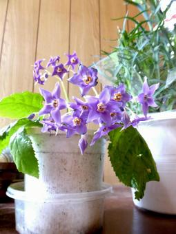 下駄箱の上に飾った鉢植えのイワタバコ イワタバコ,花,植物の写真素材