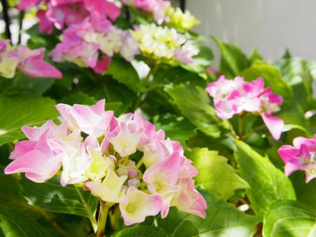 アジサイの写真