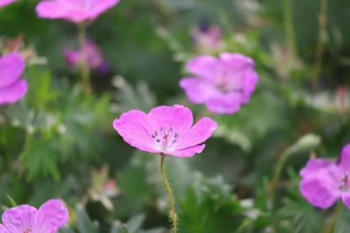 花壇に咲くピンクのゲラニウムの花のアップの写真
