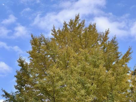 青空に映える黄葉したイチョウの木 イチョウ,黄葉,紅葉の写真素材