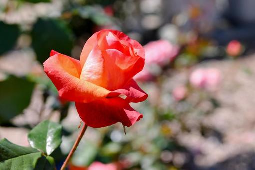 薔薇 プリンセスミチコ 薔薇 プリンセスミチコ 薔薇,プリンセスミチコ,赤の写真素材