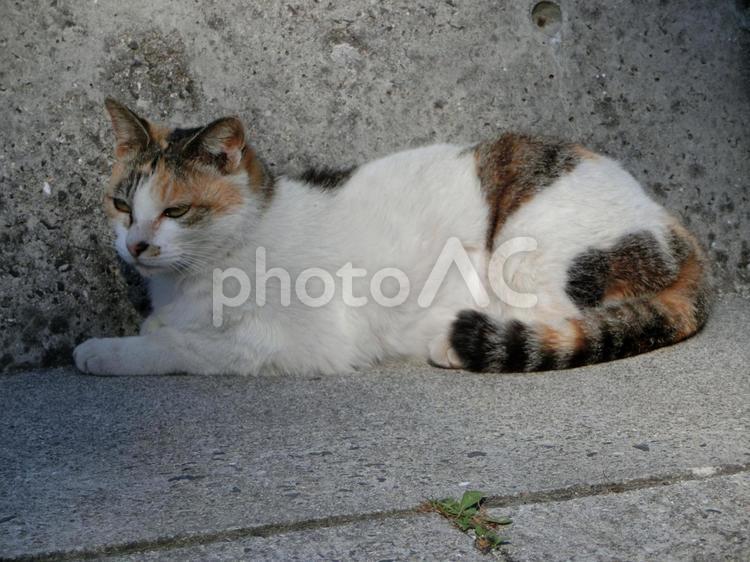 くつろぎの猫 キャト,ネコ,可愛い猫の写真素材