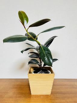 ゴムの木 ゴムの木の写真