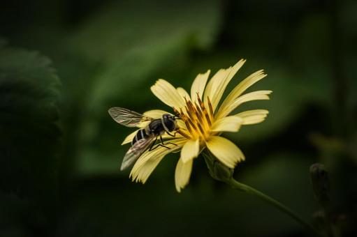 ＜素材＞花の間を飛び回るハナアブの仲間の写真