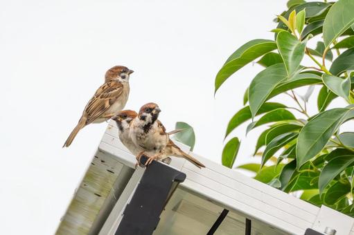 スズメの若鳥⑹ スズメの若鳥⑹ 鳥,スズメ,若鳥の写真素材