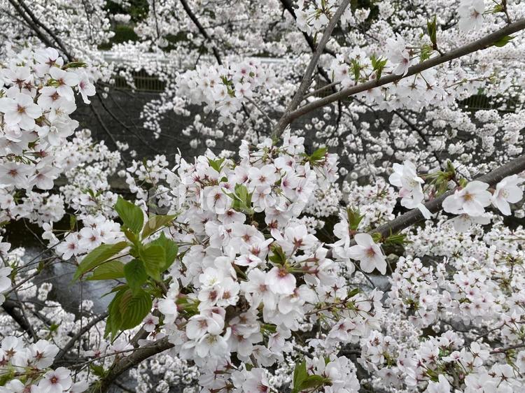 ソメイヨシノ葉桜 桜,葉桜,花の写真素材