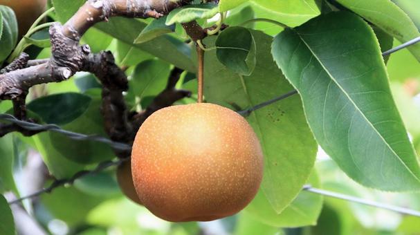 Photo, pear, chojuro, japanese pear, 