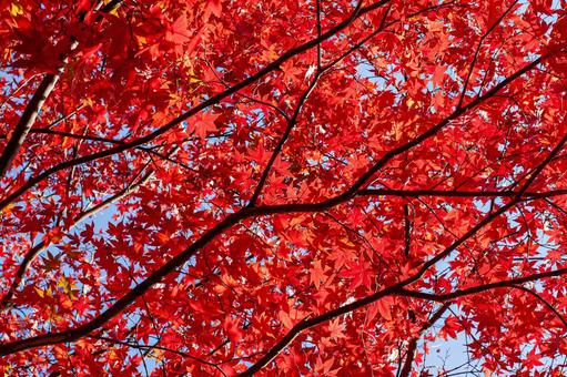 秋晴れの紅葉 秋晴れの紅葉の写真