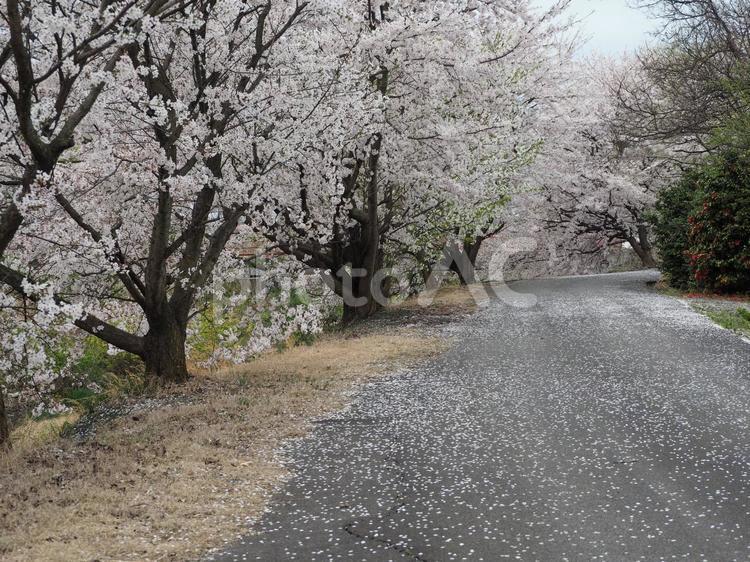 春の風景　満開の桜① 桜,春,春の花の写真素材
