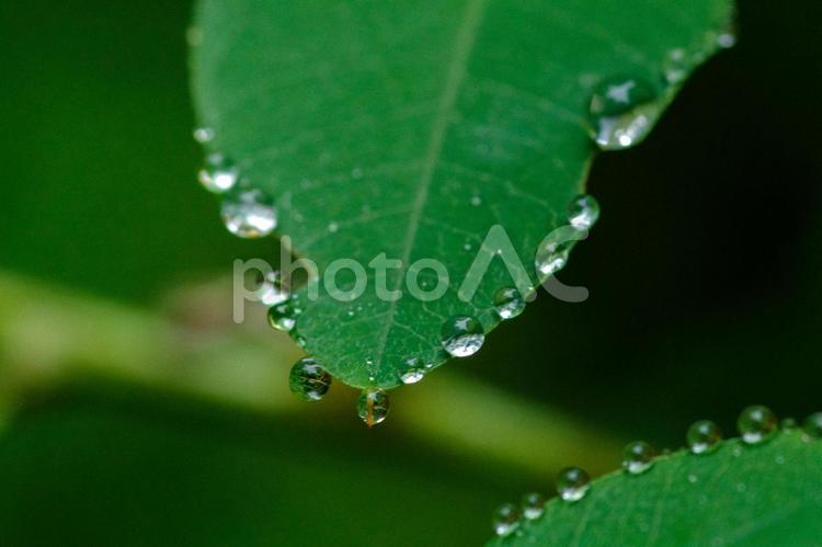雨の日に葉っぱに水玉ができる 赤坂,東京,雨降りの写真素材