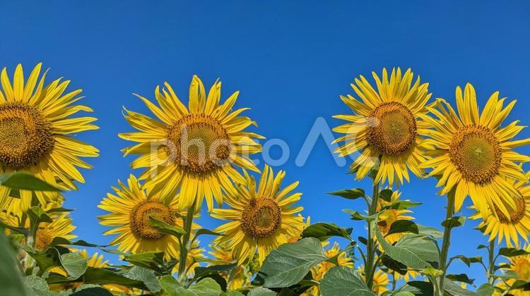 夏のひまわり ひまわり,ヒマワリ,黄色の写真素材