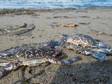 海岸の風景 海岸の風景 タイワンガザミ,ワタリガニ,砂浜の写真素材