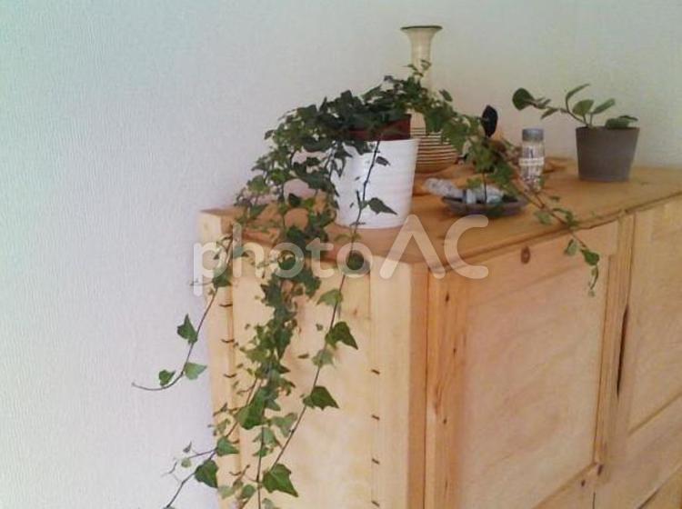 植物と木製家具のコーディネート インテリア,観葉植物,アイビーの写真素材