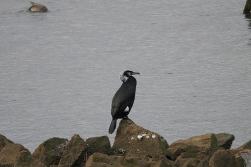 Photo, bird, cow, wild bird, 