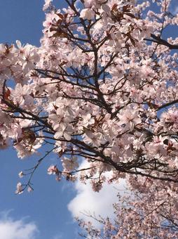 Cherry Blossoms, cherry blossoms, cherry-blossom viewing, cherry blossoms, JPG