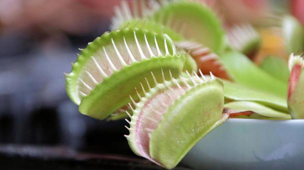 食虫植物 ハエトリグサ 食虫植物 ハエトリグサの写真