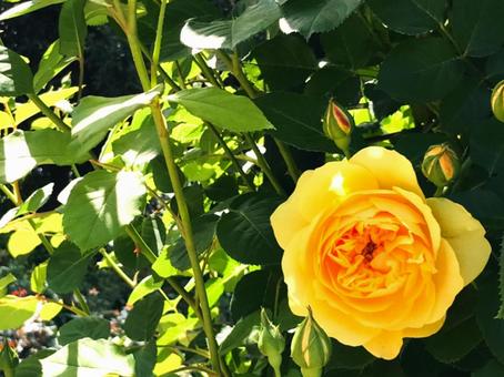 黄色い薔薇 黄色い薔薇の写真
