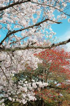 桜 桜,４月,春の写真素材