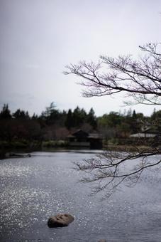 日本の庭園、冬の池 日本庭園,池,水面の写真素材