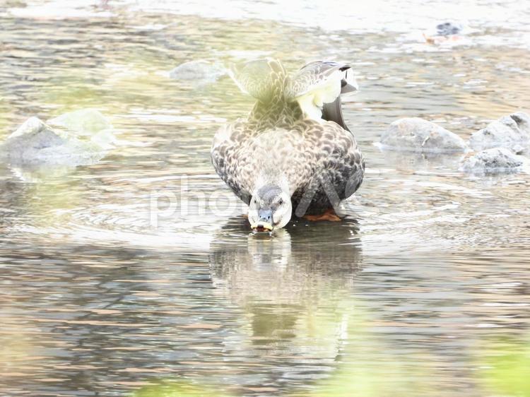 ポーズをとり水を飲むカモ 鳥,野鳥,カモの写真素材