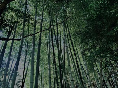 Photo, bamboo forest, bamboo, bamboo shoots, 