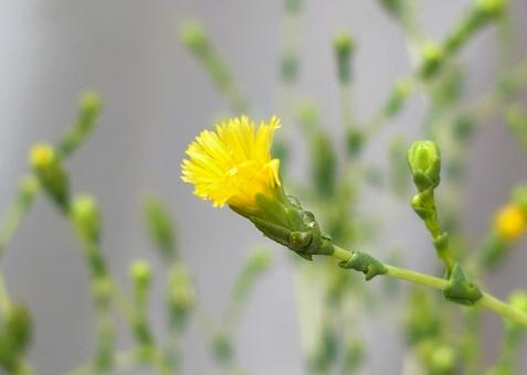 リーフレタスの花 リーフレタスの花,ちりめんちしゃ,黄色い花の写真素材