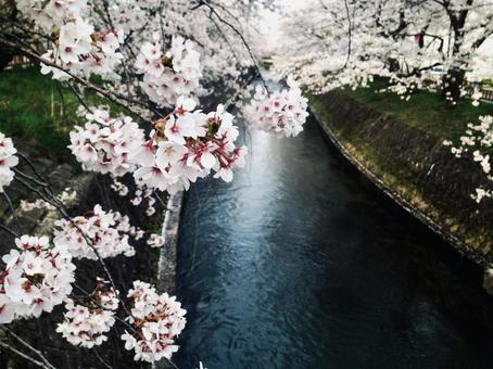 川と桜 桜,花,春の写真素材
