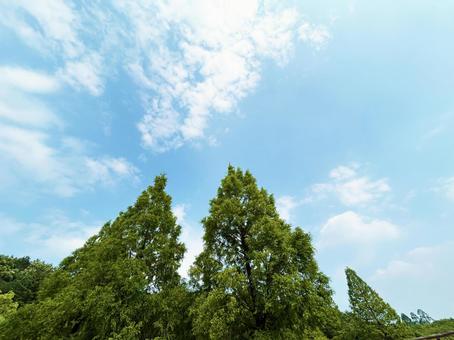 穏やかな青空と木々を見上げる風景 空模様,空,雲の写真素材