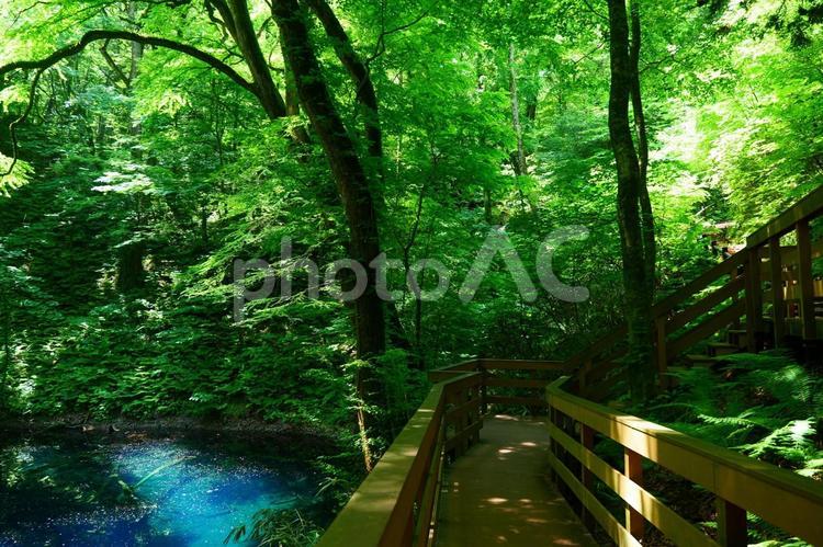 白神山地の青池。深浦、青森。６月上旬。 青池,十二湖,白神山地の写真素材