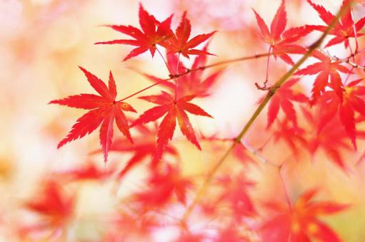 色鮮やかな秋の紅葉 色鮮やかな秋の紅葉の写真