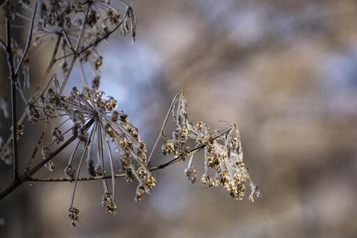 霜に包まれた枯れ花と冬の静寂 霜,氷,冬の写真素材