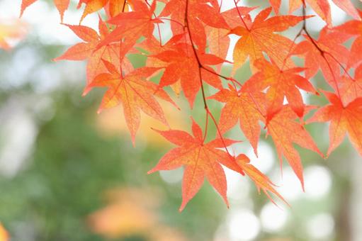 京都の紅葉したモミジ 3 京都の紅葉したモミジ 3 モミジ,紅葉,秋の写真素材