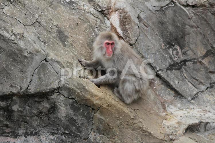 上野動物園の猿 猿,さる,サルの写真素材