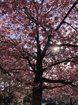逆光に輝く満開の桜 桜,河津桜,夕陽の写真素材